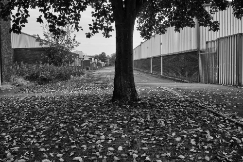 newport n bus park tree 500 335